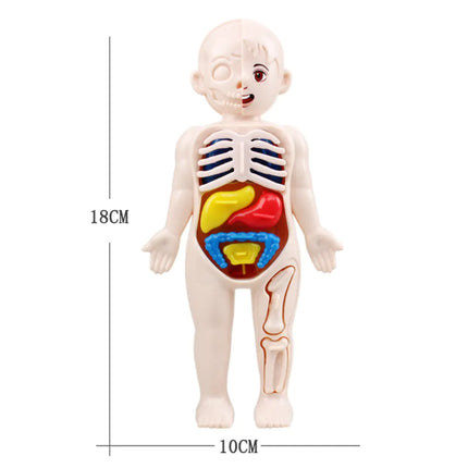 14 Pcs Children DIY Human Organ Model Educational Toy